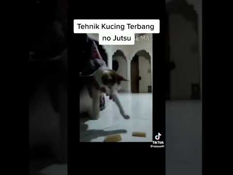 Cara kucing terbang #music
