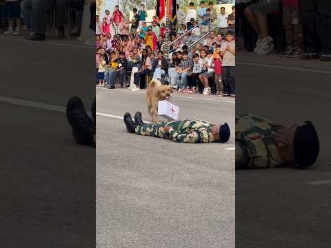 Intelligent 🫡and smart🕶️ BSF Dog 🐕 #army #bsf #shortvideo #shorts #respect #motivation #love