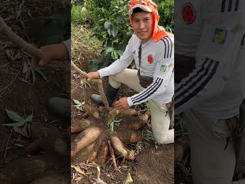 El que cultiva la tierra con gran sacrificio obtiene grandes recompensas