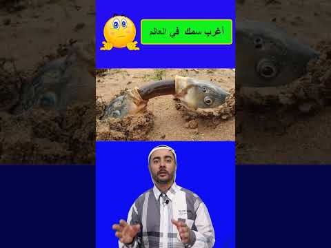 شاهد سلوك السمك الغامض في البيئات الموحلة: ماذا يحدث تحت الماء؟ 🐟✨ #shortsvideos