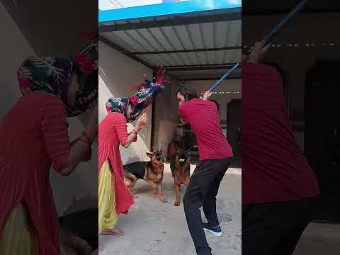 Dogg ka pyar  German shepherd