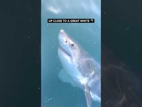 Beautiful animals 🦈 #shark #ocean #wildlife #oceanlife #sharks #fishing