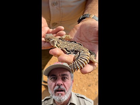 Searching for Uromastyx and Desert Reptiles in the Saudi Arabian Sands 🦎🔥