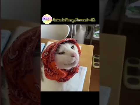 Animals Funny Moment-13 🤣🤪