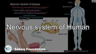 Nervous system of Human