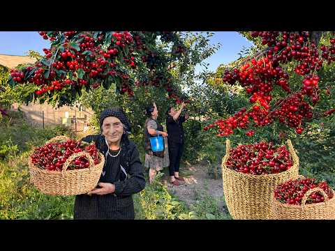 10000 CHERRIES! Harvesting Cherry, Making Jam and Stuffed Grape Leaves for Lunch