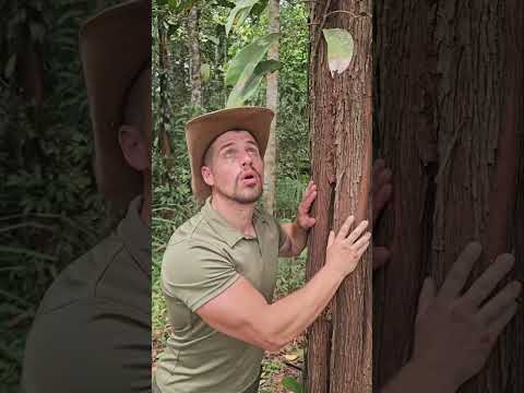 We need reasons, not trees||#shorts