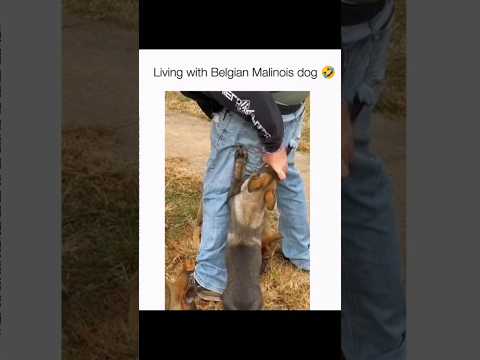 Dogs being idiots part 209: Belgian Malinois 🤣🐕 #funnydog #funnypet #cutedog #dog #pets #shorts