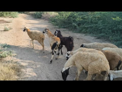 Goat Vs Sheep Sound Effect