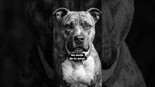 La Confianza de un Perro ❤️
