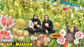 Panen buah-buahan dikebun | Rujak buah komplit