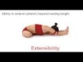 Muscle Function and Anatomy Concepts