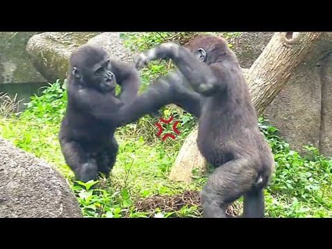 The Battle Between Jabali and Ringo! 😆呷百二和林戈之戰！