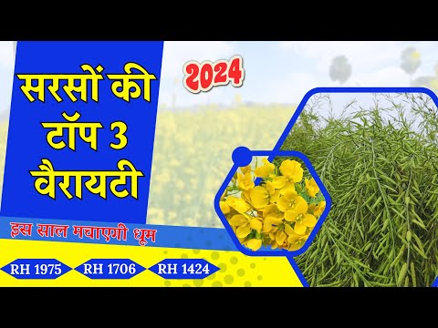 सरसों की खेती 3 बेस्ट वैरायटी जो देगी ज्यादा पैदावार उन्नत किस्मे Mustards farming in India