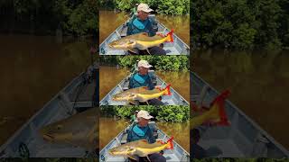 LEO WITH A BEAUTIFUL PIRARARA IN THE ROOSEVELT RIVER