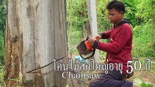 โค่นไม้สักใหญ่อายุ 50 ปี