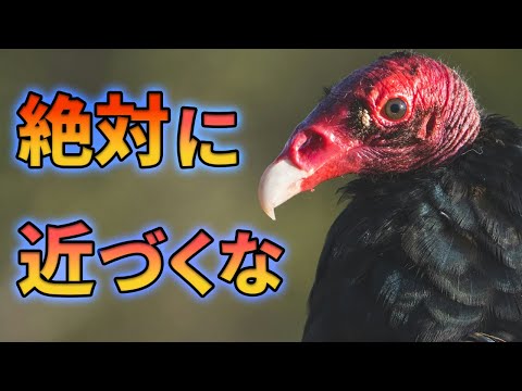 ヒメコンドルに近づいてはいけない理由がこちら【解説動画】