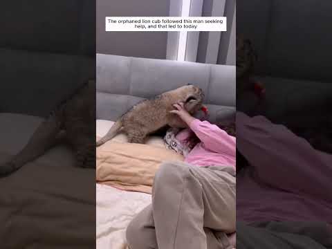 The lost lion cub met this man and never left his side #lion #shortvideo #animalshorts #animalrescue