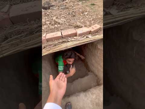 Salva a los pollitos de colores del túnel