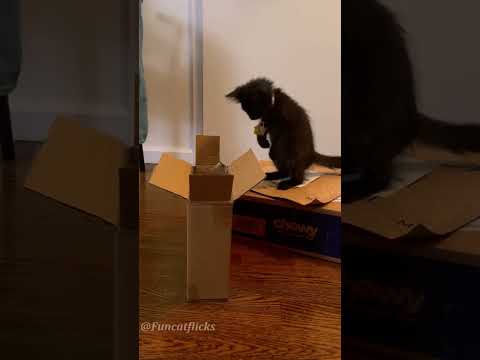 Cute black kitten❤️❤️#cat#catvideos #blackcat#fyp