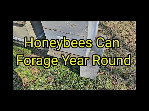 Honeybees Can Forage Year Round