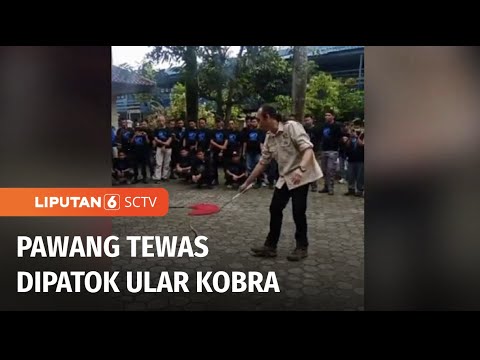 Pawang Tewas Dipatuk Ular Kobra | Liputan 6