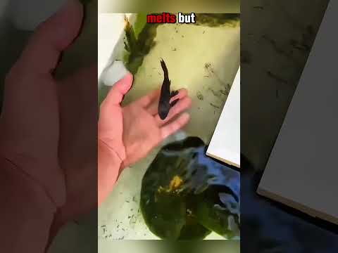 The Fish That Comes Back to Life#shorts #short #youtubeshorts