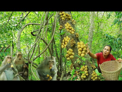 Survival in the rainforest- found wild yellow fruit for eat & give to monkey