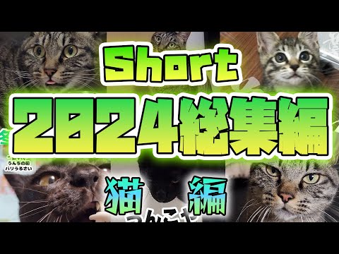 【2024】short総集編・猫編【保護猫】