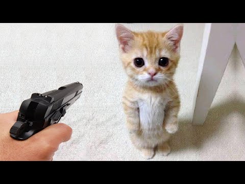 New Funny Videos 2024 😍 Cutest Cats and Dogs 🐱🐶