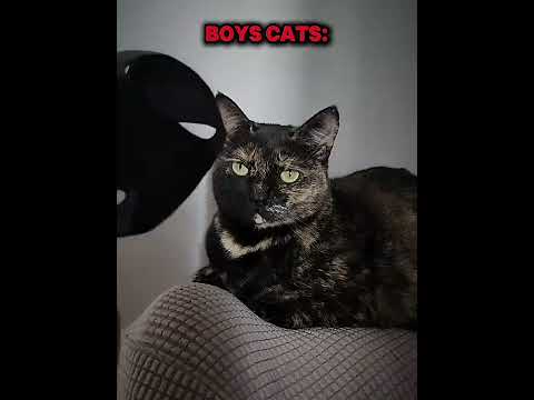 Boys cats๐ #edit #phonkagressive