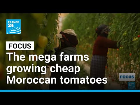YouTube video thumbnail: Inside the Mega Farms Growing Cheap Moroccan Tomatoes