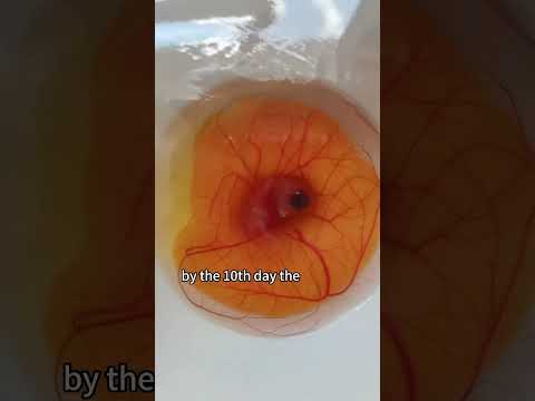 The miracle of life #egg #chick #shorts #miracle