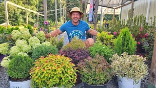 Designer Worthy Shrub Combinations You Can Create in a Weekend