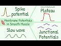 Smooth Muscle Potentials and Functions