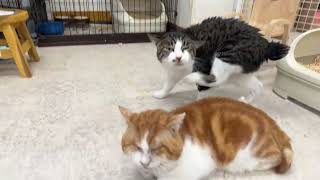 【リアル犬猫保護活動】にゃいるどはーと がライブ配信中！