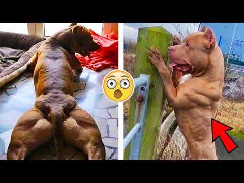 LOS PERROS MAS MUSCULOSOS DEL MUNDO