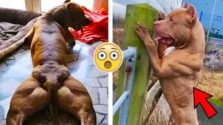 LOS PERROS MAS MUSCULOSOS DEL MUNDO