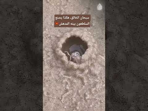 سبحان الخالق، هكذا يصنع السلطعون بيته المدهش  🦀 القارئ موسى الصمادي