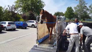 Laufband für Pferde | Horse Gym 2000