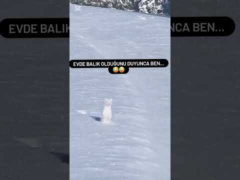 Evde balık varmış😂 #sessizyazar #balık #tavşan #soğuk #doğa #ev #tandır #doğuanadolu #kars #gece