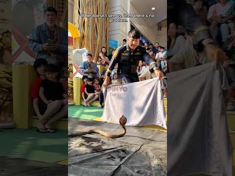 งูมาผ้าหลุด 🐍🧺 #ห้ามทำตาม #งูเห่า #cobra #งู #อสรพิษ #กลัวงู #ภิญโญคนจับงู #มือปราบอสรพิษ #snake