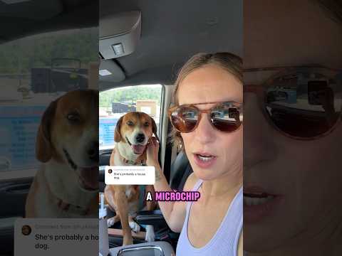 We scanned our new stray for a microchip! #straydog #rescuedog #hobbyfarm #adoptdontshop