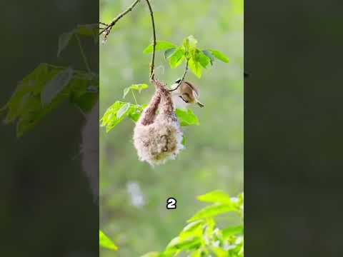 Эта птица отправляет змею восвояси! 🐦🐍❓🤯 #животные