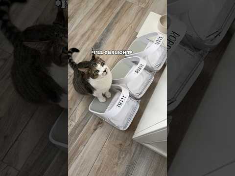 When your brain isn’t braining on a Monday. #catmom #catmeow #meowing #talkingcat #catlover