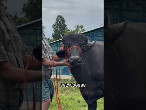 ഇതു കൊടുത്താൽ പോത്തുകൾ നല്ലവണ്ണം കഴിക്കും #shorts #pothuvalarthal #pothufarm #murhapothu #pets