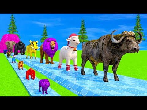 Long Slide Game With Elephant Gorilla Buffalo Hippopotamus Tiger - 3d Animal Game - Funny 3d Animals