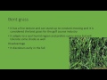 Types and Characteristics of Grass