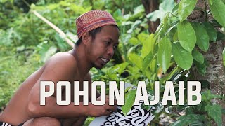 POHON AJAIB || KOMEDI TORUNG