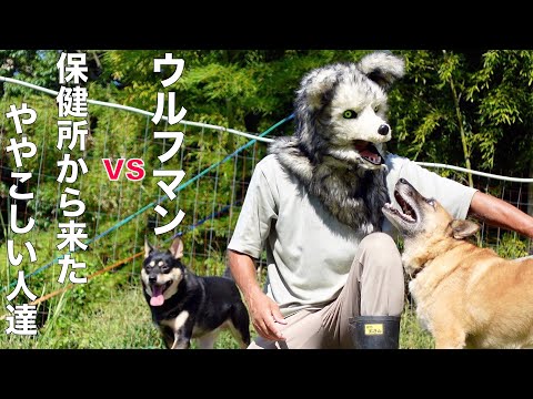 【保護犬】換毛期の保護施設は大変です！